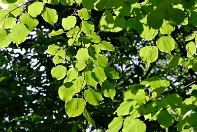 Tilia platyphyllos  'Aurea' - lípa srdčitá - listy